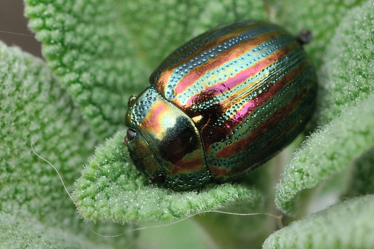 Chrysolina americana, 18 mars 2024, Venerque (31) &copy; Ghislain Riou