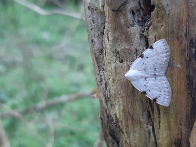 Lomographa bimaculata, 18 mars 2024, Venerque (31) &copy; Ghislain Riou