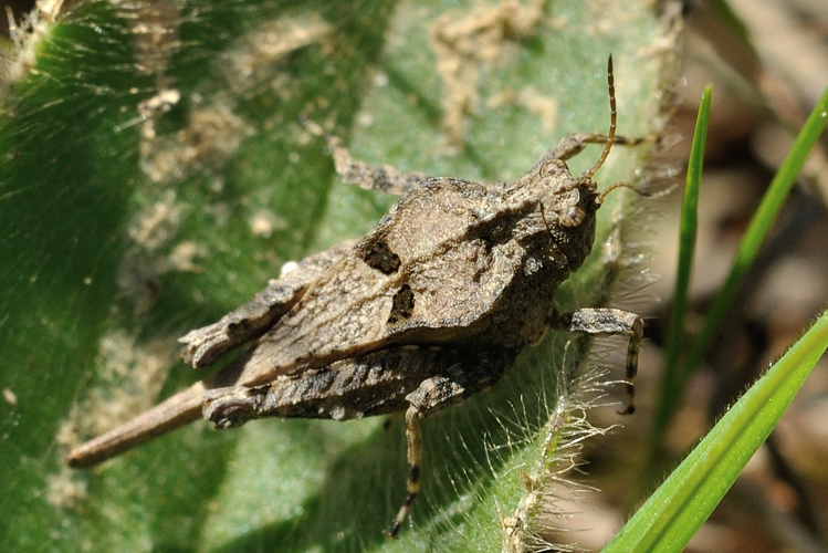 Tetrix depressa ad. 19 mars 2024, Venerque (31) &copy; Ghislain Riou