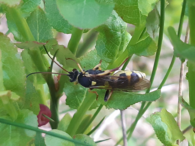 Amblyteles armatorius, 15 juin 2023, Bordères-Louron (65) &copy; Ghislain Riou