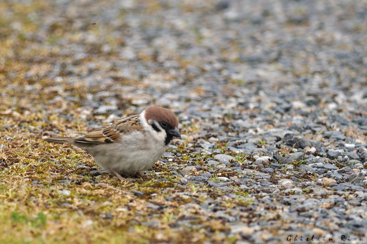 Moineau friquet, 3 avril 2024, Lamasquère (31) &copy; Ghislain Riou