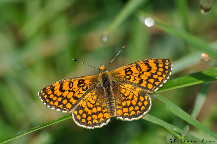Melitaea deione mâle, 11 avril 2024, Venerque (31) &copy; Ghislain Riou