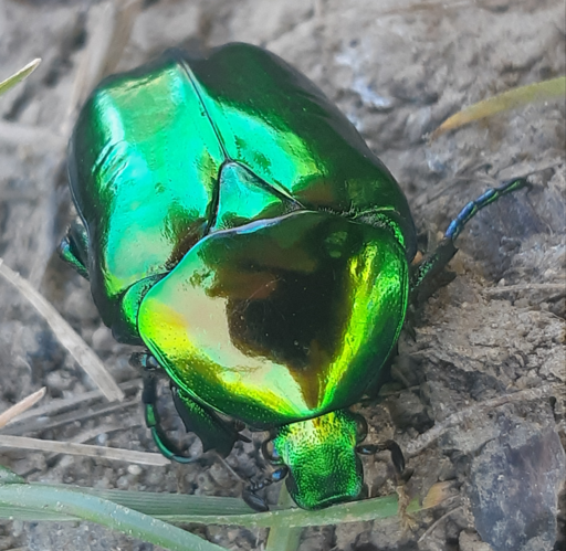 Cetonischema speciosissim, 12 avril 2024, Venerque (31) &copy; Ghislain Riou