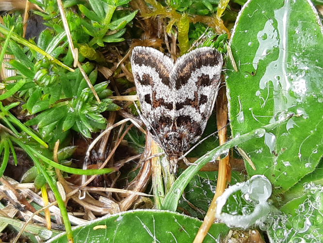 Metaxmeste schrankiana, 18 avril 2024, Bordères-Louron (65) &copy; Ghislain Riou