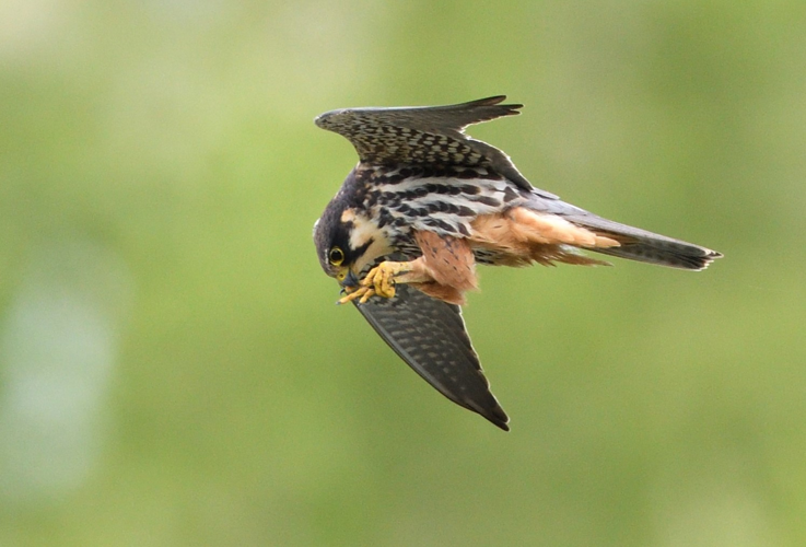 faucon hobereau, 4 mai 2024, Portet-sur-Garonne 31 &copy; Jean-Marc L'Hermite