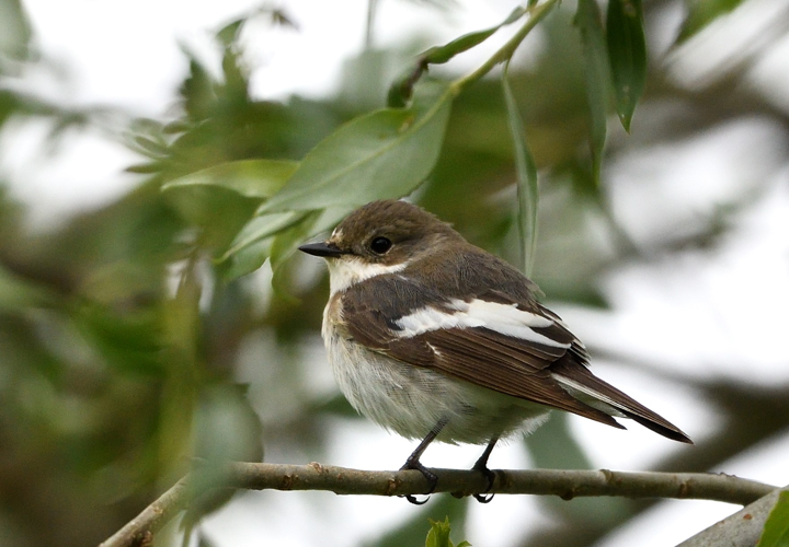 Gobemouche noir mâle, 4 mai 2024, Portet-sur-Garonne 31 &copy; Jean-Marc L'Hermite