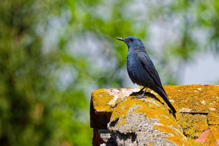 Monticole bleu mâle, 3 mai 2024, Minerve (34) &copy; Bernard Laviron