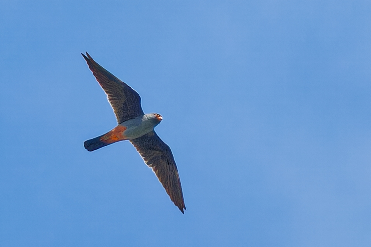 Faucon kobez mâle, 4 mai 2024, Montels (34) &copy; Bernard Laviron