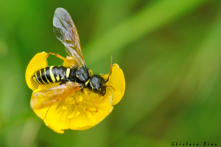 Megalodontes plagiocephalus, 12 mai 2024, Venerque (31) &copy; Ghislain Riou