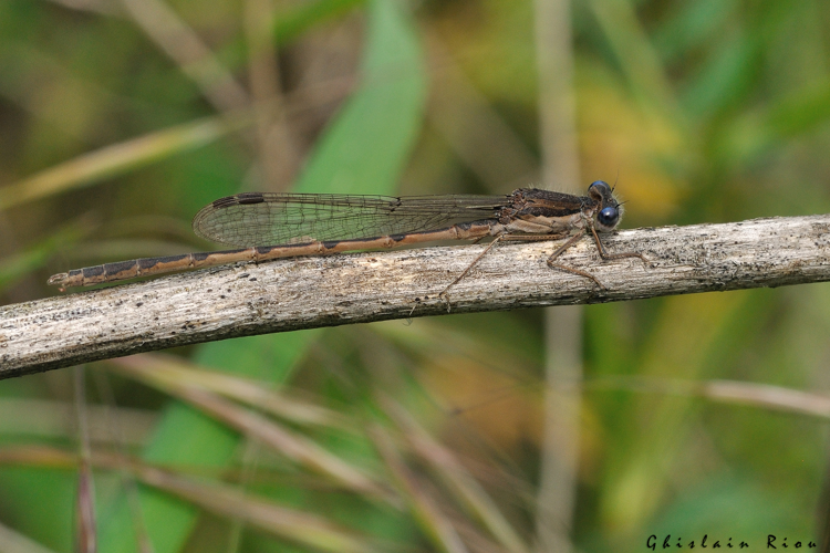 Sympecma fusca, 12 mai 2024, Venerque (31) &copy; Ghislain Riou