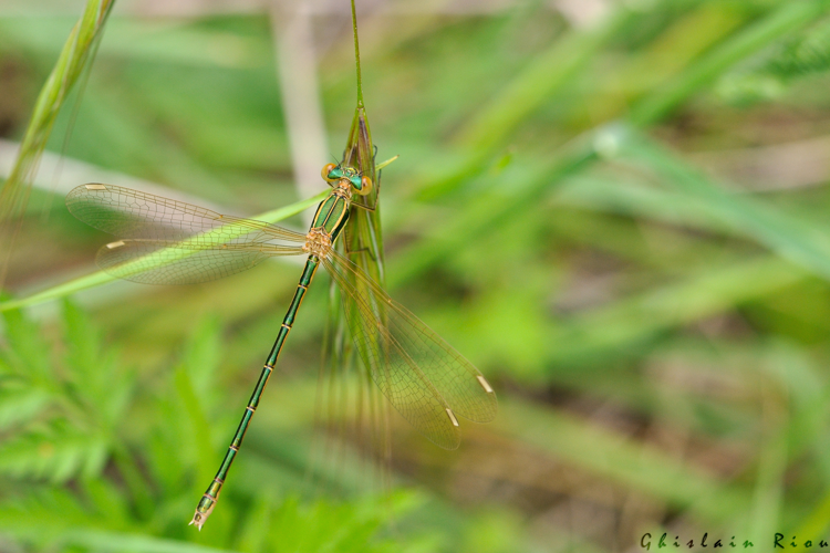Lestes barbarus fem., 12 mai 2024, Venerque (31) &copy; Ghislain Riou