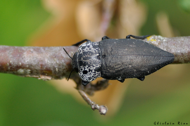 Capnodis tenebrionis, 20 mai 2024, Venerque (31) &copy; Ghislain Riou