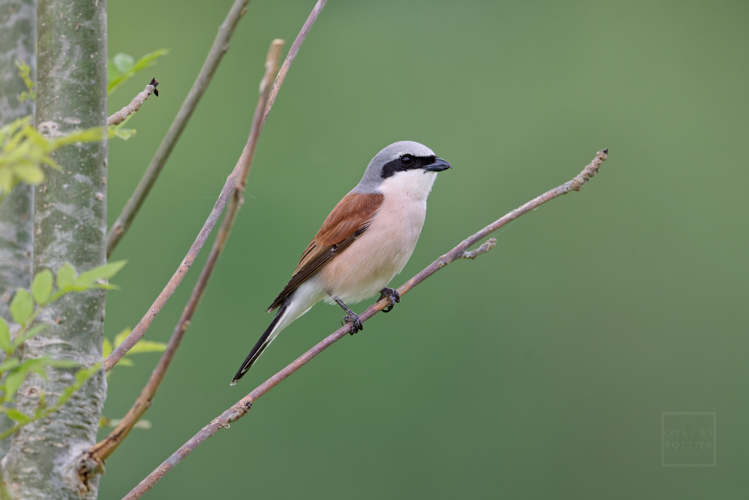 Lanius collurio ♂, 26 mai 2024, Montgaillard (Hautes-Pyrénées) &copy; Gilles Pottier
