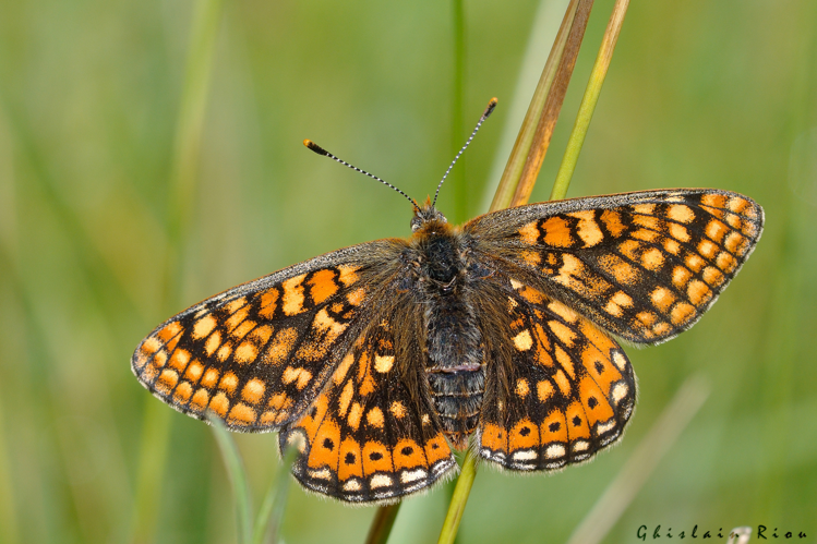 Euphydryas aurinia fem., 24 mai 2024, Lissac-et-Mouret (46) &copy; Ghislain Riou