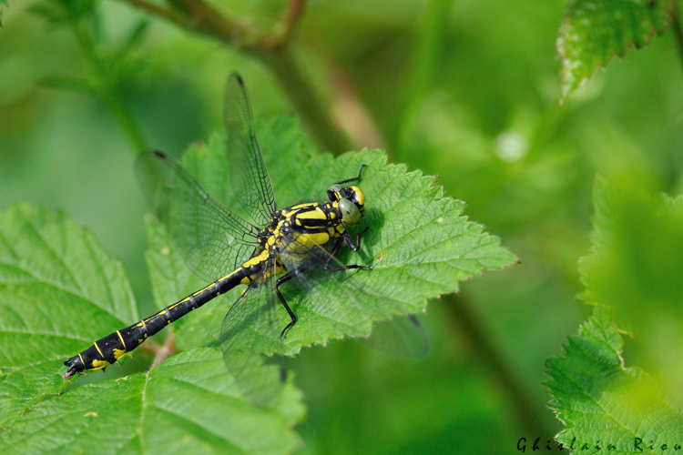 Gomphus vulgatissimus, 24 mai 2024, Lissac-et-Mouret (46) &copy; Ghislain Riou