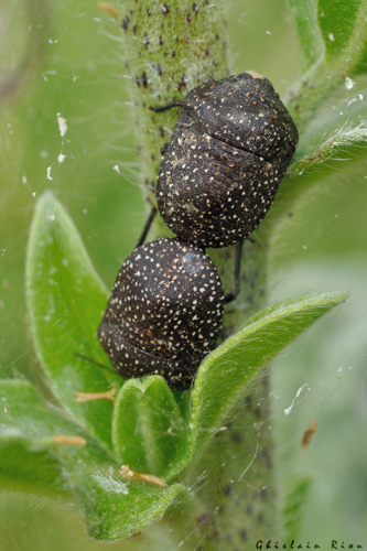 Accouplement Psacasta exanthematica, 8 juin 2024, Venerque (31) &copy; Ghislain Riou