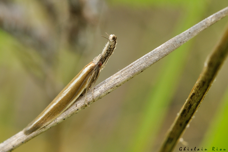 Pleurota aristella, 8 juin 2024, Venerque (31) &copy; Ghislain Riou