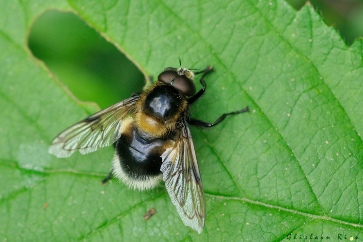 Volucella bombylans, 10 juin 2024, Lissac-et-Mouret (46) &copy; Ghislain Riou