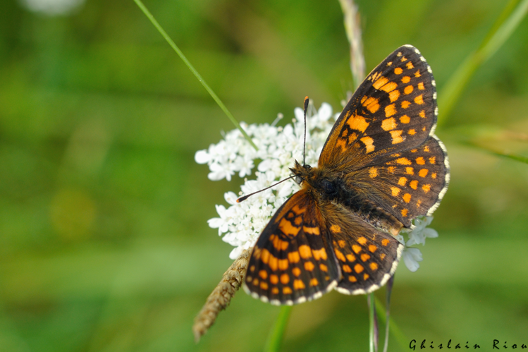 Melitaea athalia, 10 juin 2024, Lissac-et-Mouret (46) &copy; Ghislain Riou