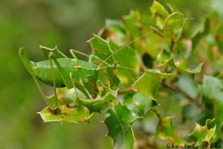 Barbitistes cf. fischeri fem, 27 mai 2014, La-Tour-sur-Orb (34) &copy; Ghislain Riou