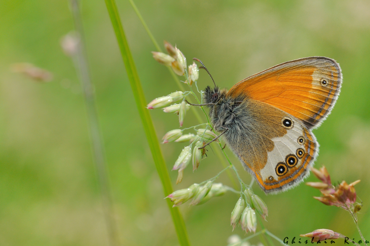 Coenonympha arcania, 10 juin 2024, Lissac-et-Mouret (46) &copy; Ghislain Riou