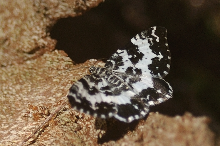 Rheumaptera hastata, 18 juin 2024, Bordères-Louron (65) &copy; Ghislain Riou