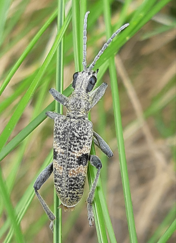 Rhagium mordax, 19 juin 2024, Bordères-Louron (65) &copy; Ghislain Riou