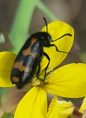 Mylabris flexuosa, 19 juin 2024, Bordères-Louron (65) &copy; Ghislain Riou