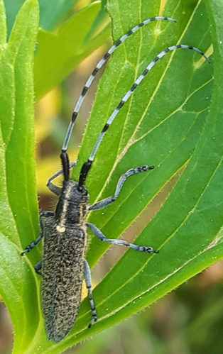 Agapanthia villosoviridescens, 18 juin 2024, Bordères-Louron (65) &copy; Ghislain Riou