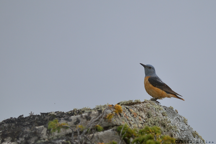 Monticole de roche mâle, 19 juin 2024, Bordères Louron (65) &copy; Ghislain Riou