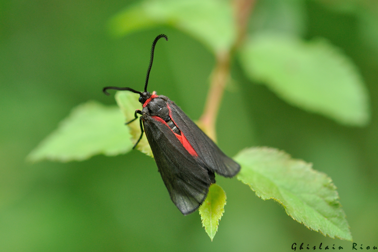 Aglaope infausta, 21 juin 2024, Lamasquère (31) &copy; Ghislain Riou