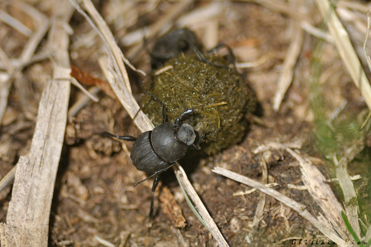 Sisyphus schaefferi, 18 juin 2024, Bordères Louron (65) &copy; Ghislain Riou