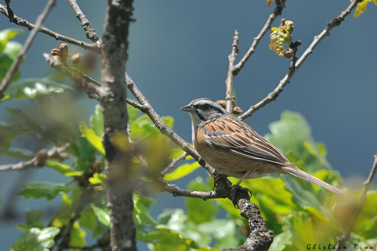 Bruant fou mâle, 18 juin 2024, Bordères Louron (65) &copy; Ghislain Riou