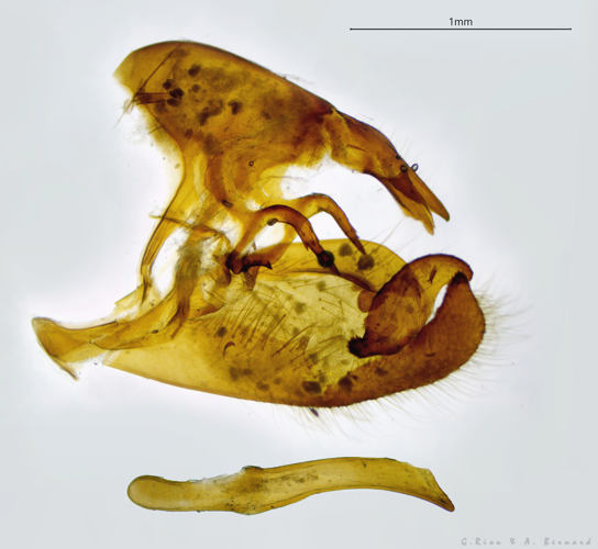 Genitalia P. malvae / malvoides (intermédiaire) mâle, 24 mai 2024, Lissac-et-Mourret (46) &copy; Anaelle Bernard & Ghislain Riou