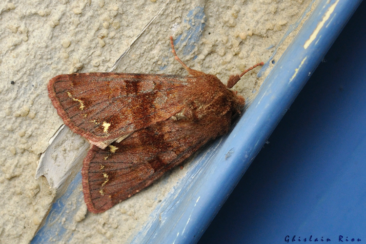 Ceramica pisi, 25 juin 2024, Oô (31) &copy; Ghislain Riou