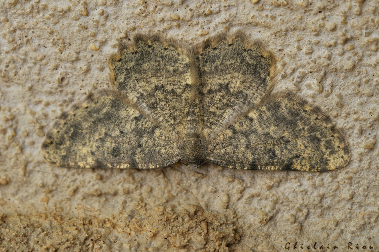 Charissa glaucinaria, 25 juin 2024, Oô (31) &copy; Ghislain Riou