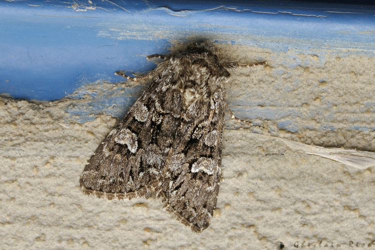 Papestra biren, 25 juin 2024, Oô (31) &copy; Ghislain Riou