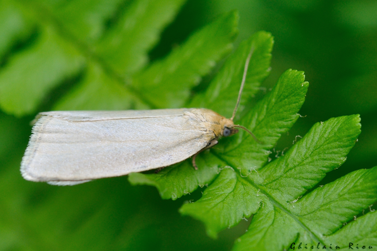 Zelotherses cf. (unitana?), 25 juin 2024, Oô (31) &copy; Ghislain Riou