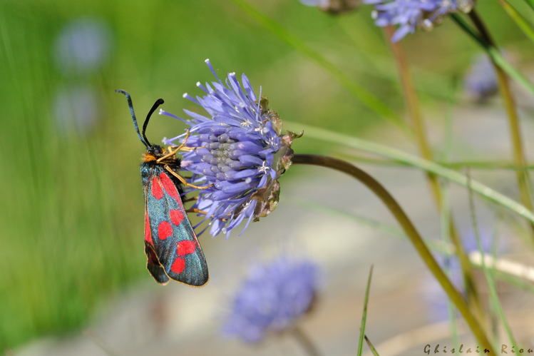Zygaena anthyllidis, 25 juin 2024, Oô (31) &copy; Ghislain Riou
