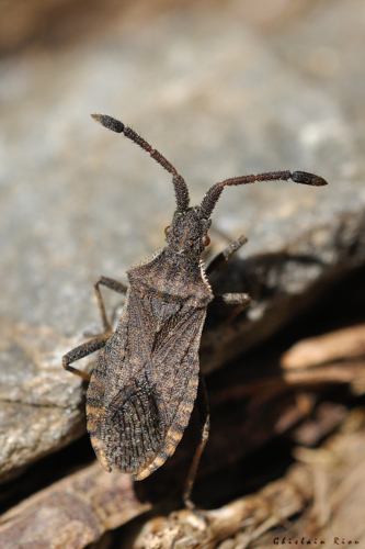 Coriomeris alpinus, 25 juin 2024, Oô (31) &copy; Ghislain Riou