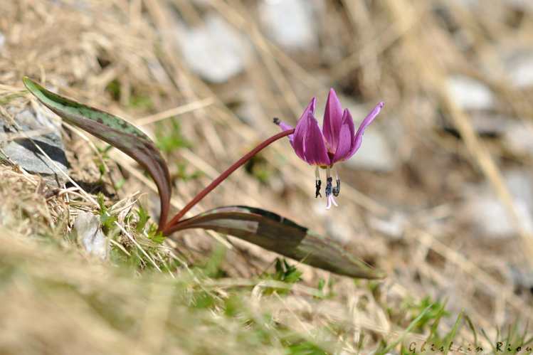 Erythronium dens-canis, 25 juin 2024, Oô (31) &copy; Ghislain Riou
