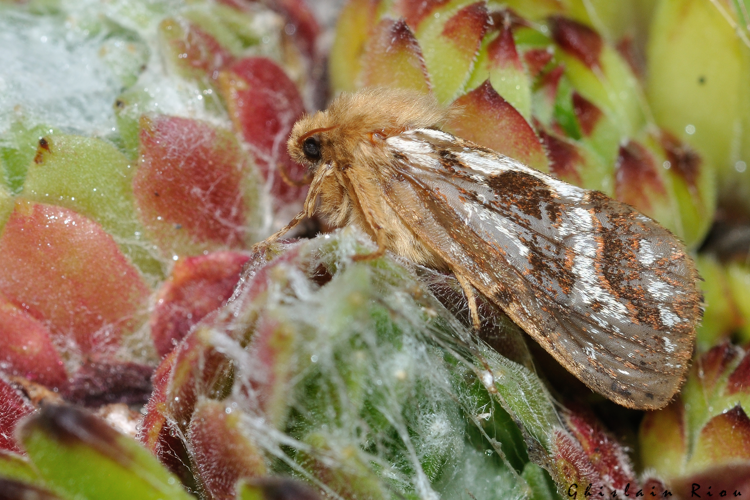 Korscheltellus fusconebulosus, 30 juin 2024, Gavarnie-Gèdre (65) &copy; Ghislain Riou