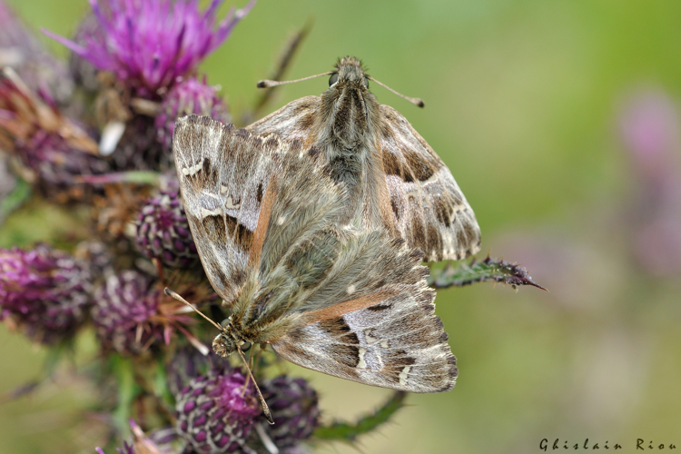 Accouplement Muschampia floccifera, 28 juin 2024, Gavarnie-Gèdre (65) &copy; Ghislain Riou