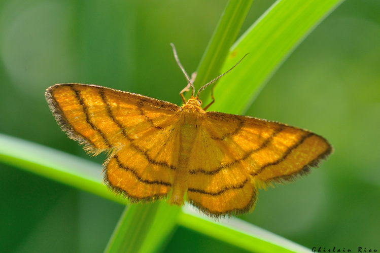 Idaea aureolaria, 27 juin 2024, Gavarnie-Gèdre (65) &copy; Ghislain Riou