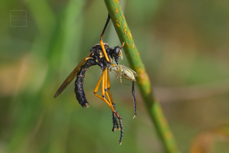 Molobratia teutonus, individu consommant un hémiptère (Arcizac-Adour, Hautes-Pyrénées, 05/07/2024) &copy; Gilles Pottier
