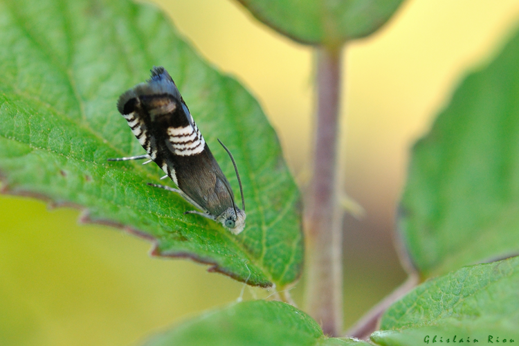 Grapholita compositella, 10 juillet 2024, Lamasquère (31) &copy; Ghislain Riou