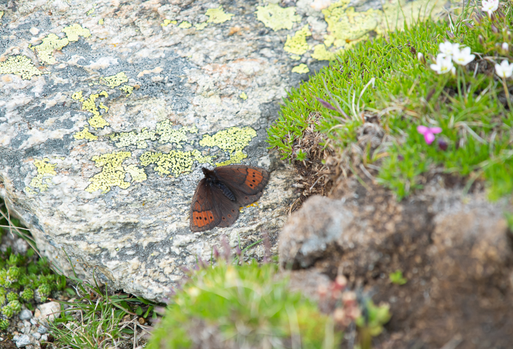 Erebia pandrose, 11/07/2024, Casteil (66) &copy; Simon Combet