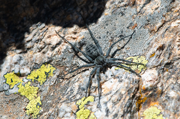 Pyrenecosa pyrenaea, 03/07/2024, Casteil (66) &copy; Simon Combet