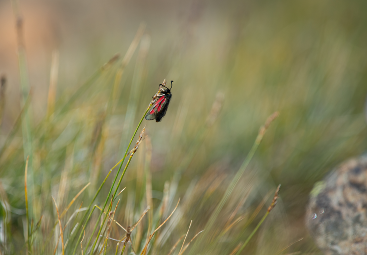 Zygaena exulans, 25/07/2024, Taurynia (66) &copy; Simon Combet