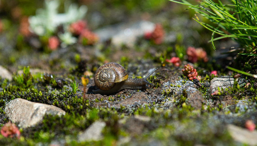 Arianta xatartii, 26/07/2024, Taurynia (66) &copy; Simon Combet